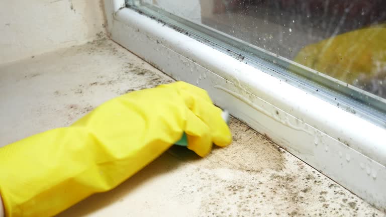 Reliable Richland, PA Mold Removal Solutions